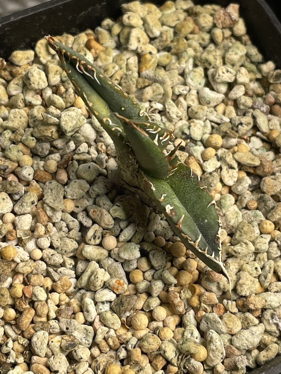 st-TAKA (@Mr_Green213) / Posts / X