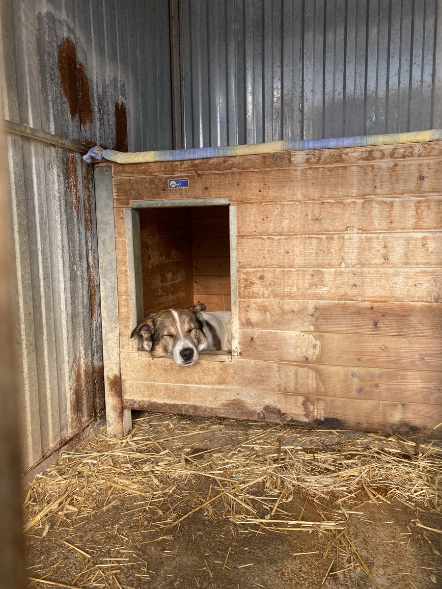 murinpet's tweet image. Pes, ktorý si nechce nechať nasadiť obojok alebo vodítko a nemotivuje ho žiadna hračka alebo žiadne jedlo, môže byť motivovaný iným psom v jeho prítomnosti, ktorý strach z vodítka nemá a tak sa môže stať preňho vzorom že je to vlasnte v poriadku. #Gump #Suzi❤️ #Psítrener