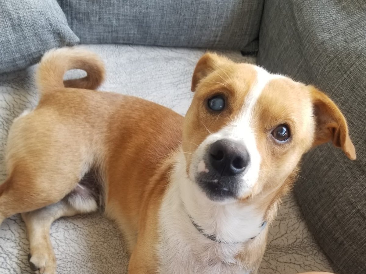 İZMİR BAYRAKLI KAYIP KÖPEK.
8 kg küçük ırk İSMİ TARÇIN.
Gören duyan benimle iletişime geçebilir.
#kayıpköpek