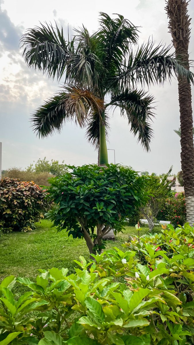 ويكند سعيد الاجواء جميله اليوم