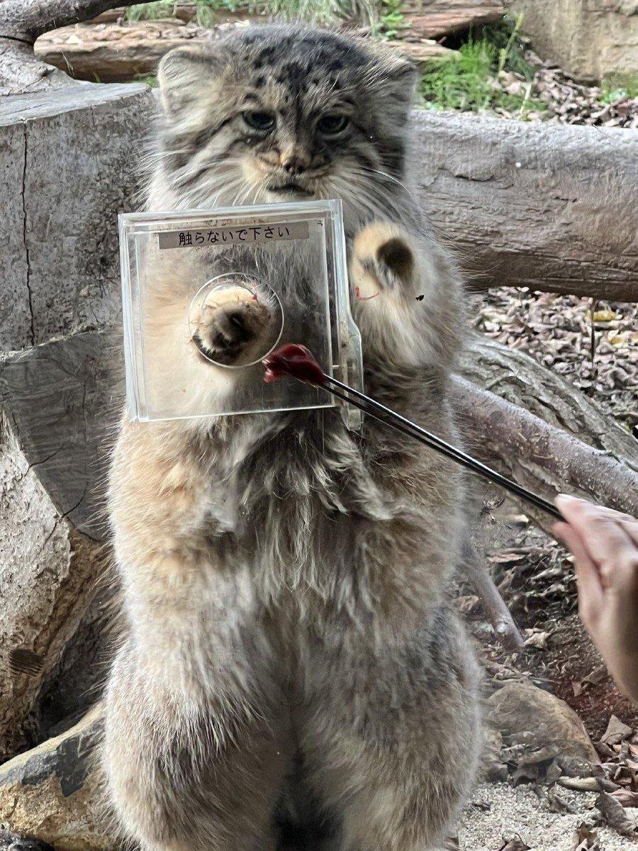 grumpy_manul's tweet image. 