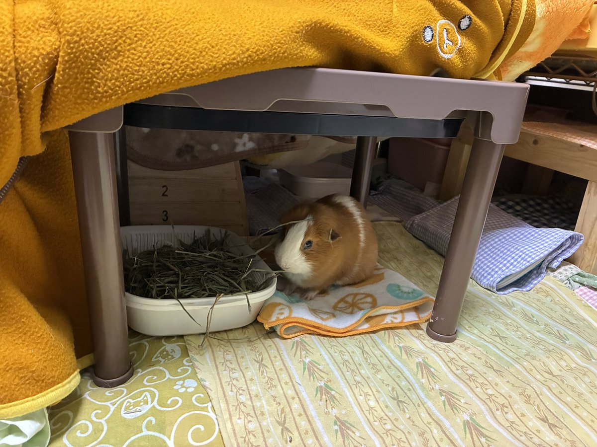 もるもるモルちゃん (@atamagamawaran1) / Posts / X