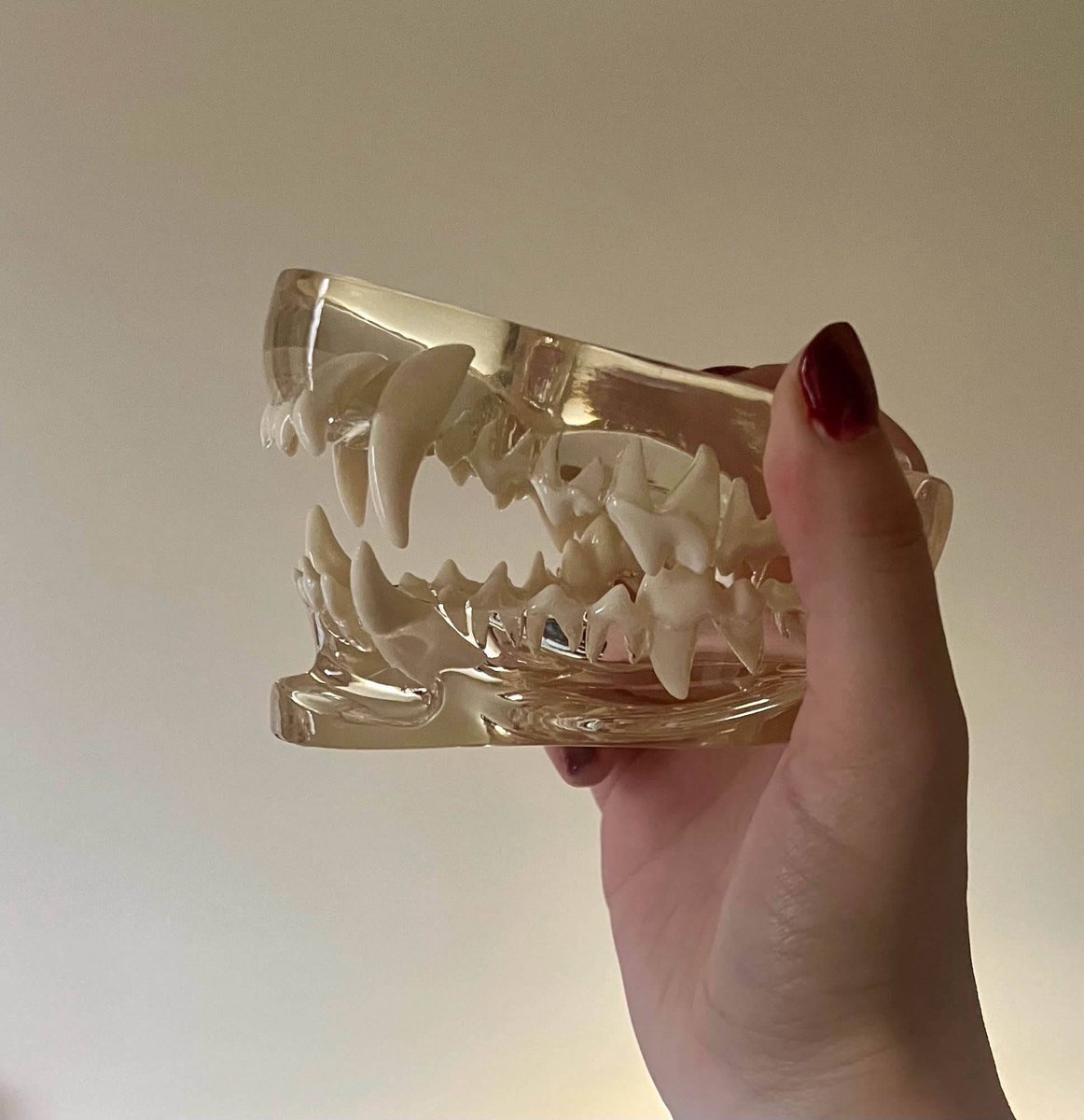 CorrodedParadox's tweet image. Had some people ask how I learned to draw teeth. Veterinary model 💥