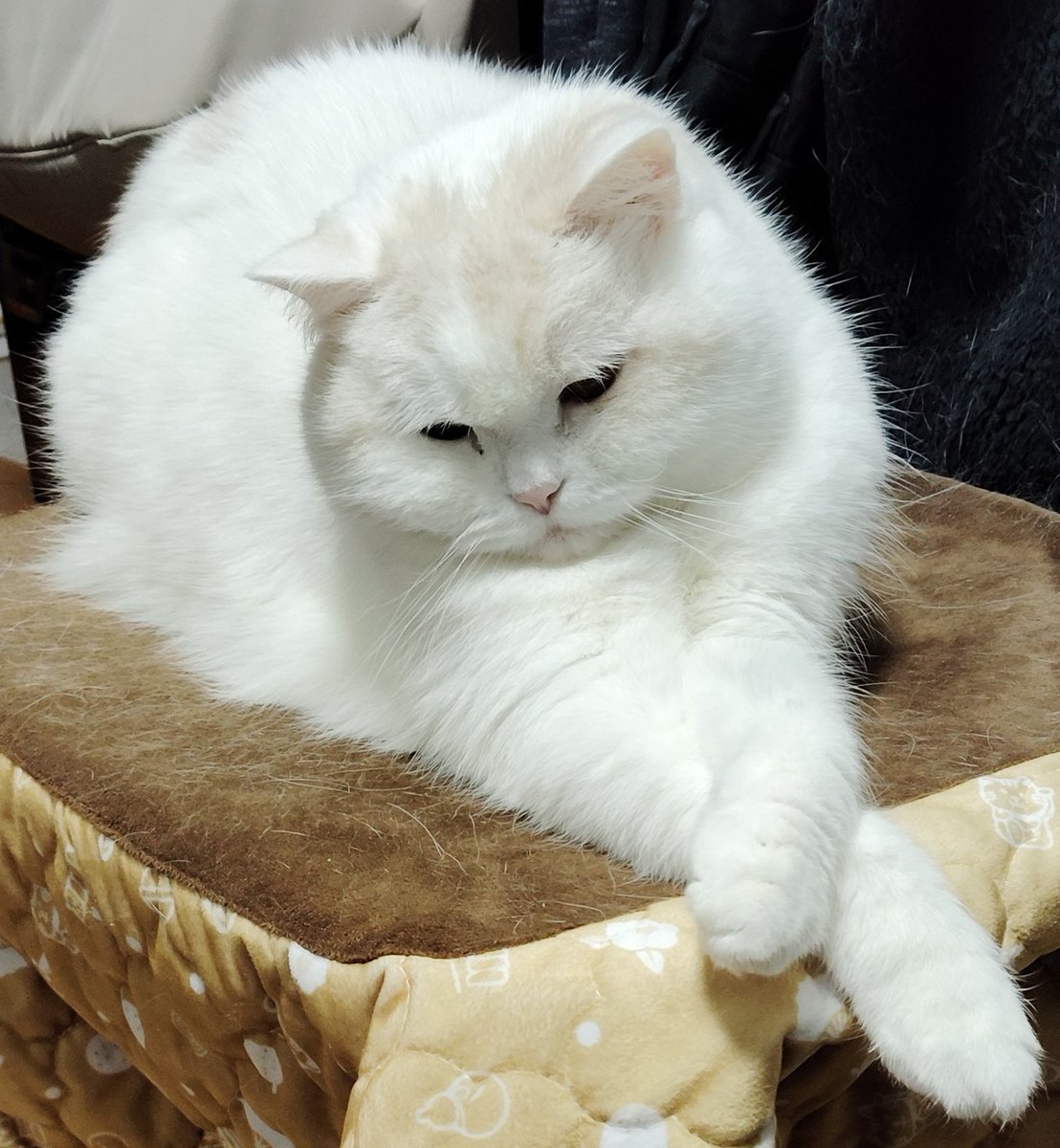 ふくちゃんページ 福ちゃん (@fukuchanwhite) / Posts / X