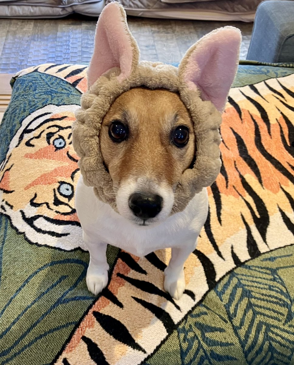 猫耳ヘアバン貰ったからつけてみたけど普段と変わらぬ耳だった