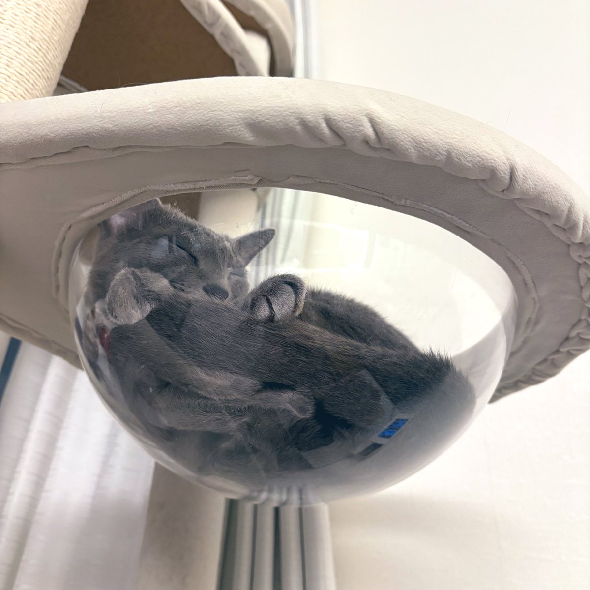 ロシアンブルーのシアン🐈‍⬛ (@kana_cosme123) / Posts / X