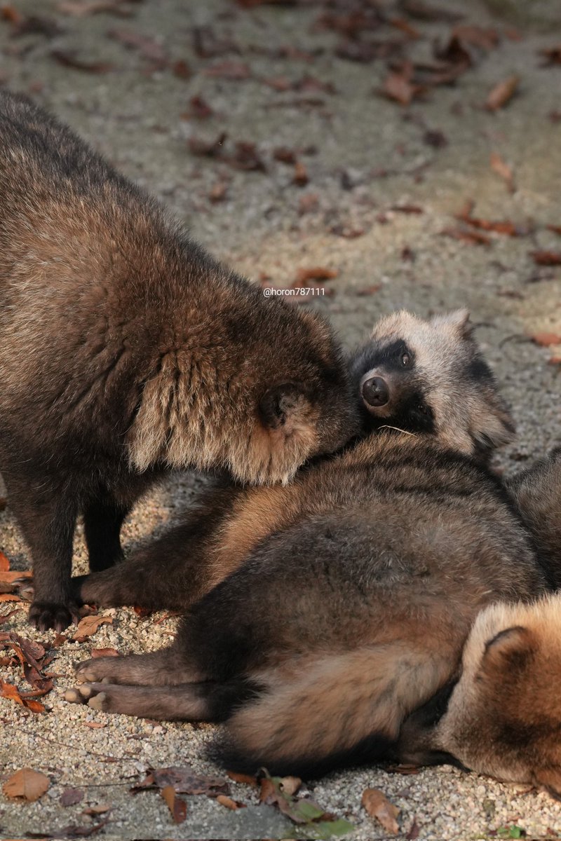 ダブルずぼっ
#ホンドタヌキ　#安佐動物公園