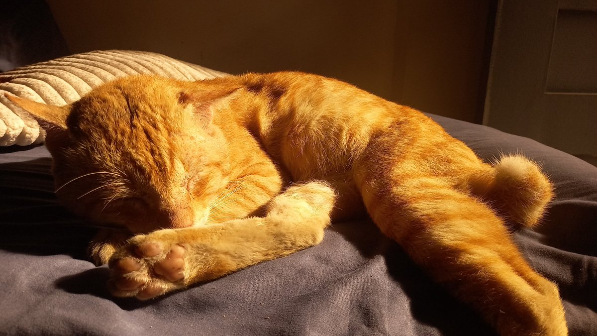 OokiToaster_'s tweet photo. @kvwviiju Frumpkin believes in you. https://t.co/4j7YQcXJVd