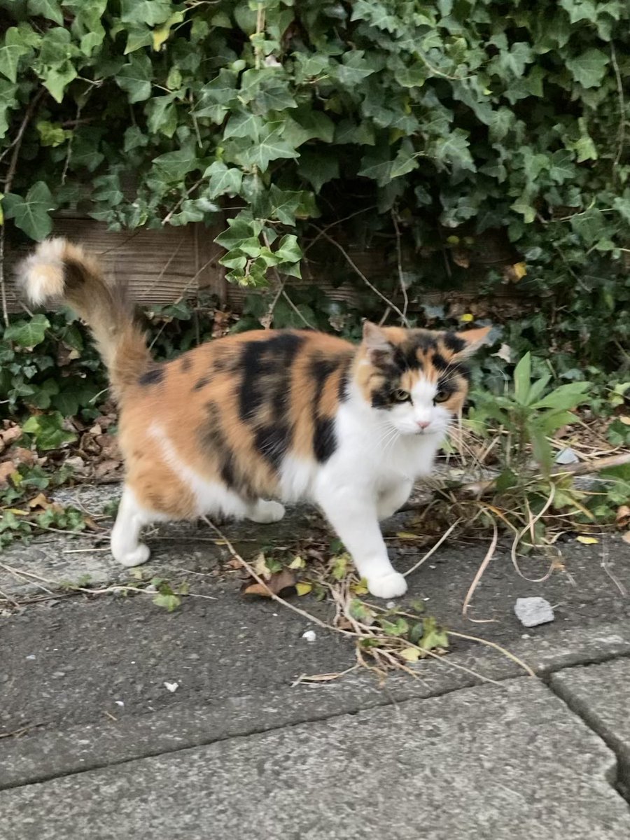 ルイーゼにも会えて安心しました☺️ 4枚目はポッカリと空に浮かんで