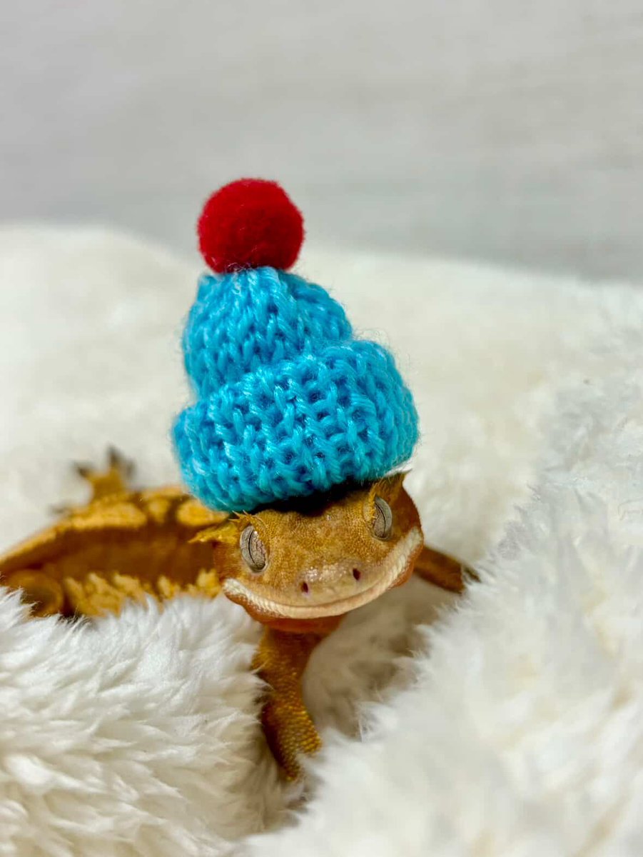 gossipgeckos's tweet photo. https://t.co/6tQfDDClHQ