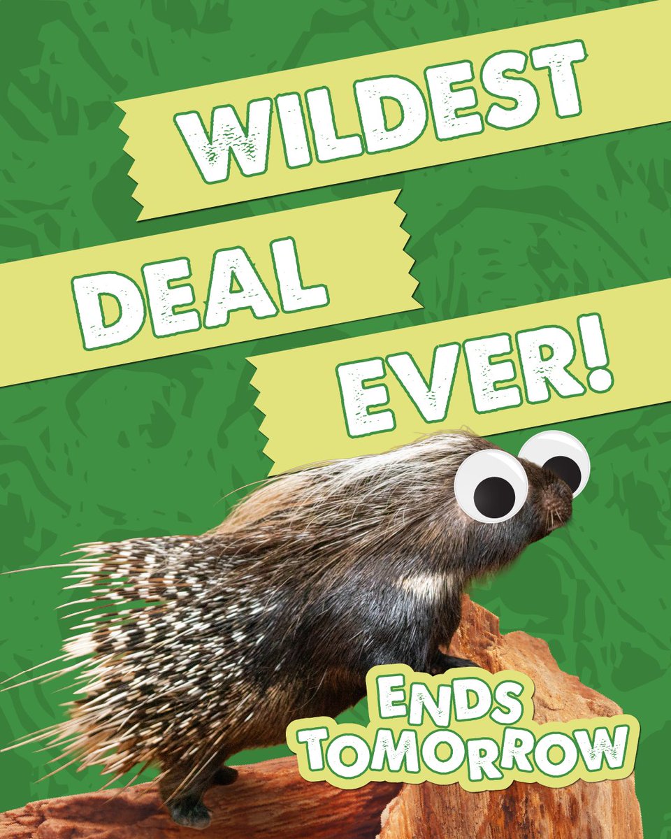 Wild Florida tweet media