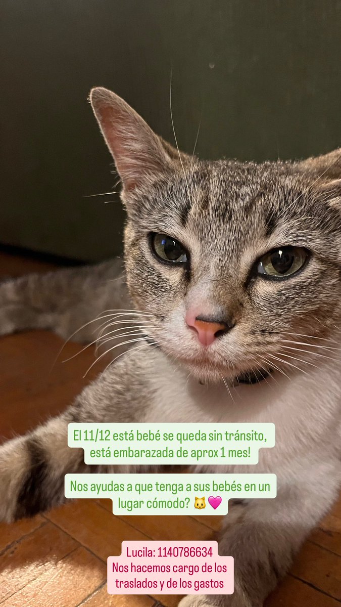 Lulinorro21's tweet photo. Soy de Wilde! 

Es la gatita más buena que existe tengo videos de ella en el veterinario, es muy agradecida! 

1140786634 https://t.co/MGCbLecFLp