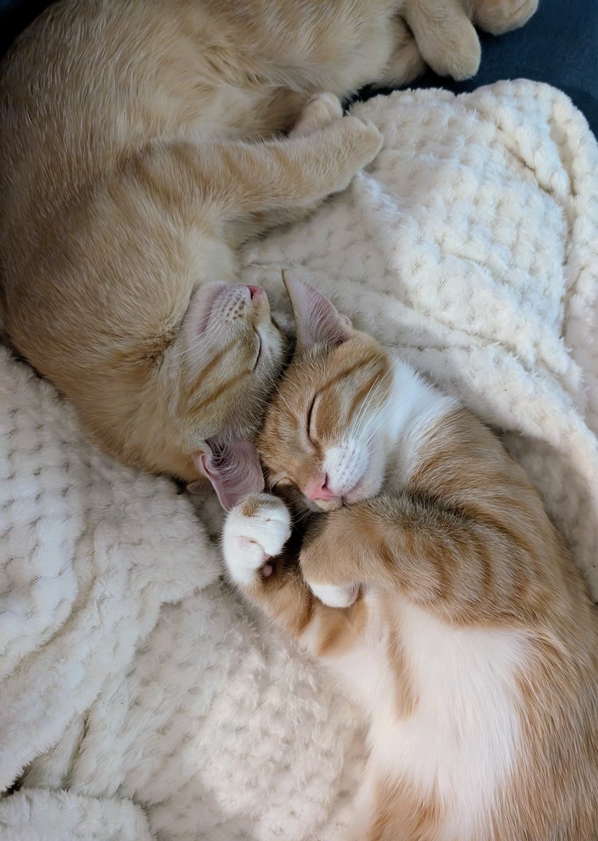 Мой мимиметр на этом сломался