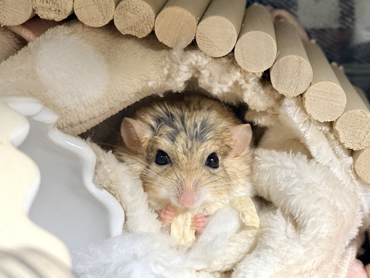 ゆっこ🐭ねずみの雑貨屋CLOVER🍀 (@nezumi3illust) / Posts / X