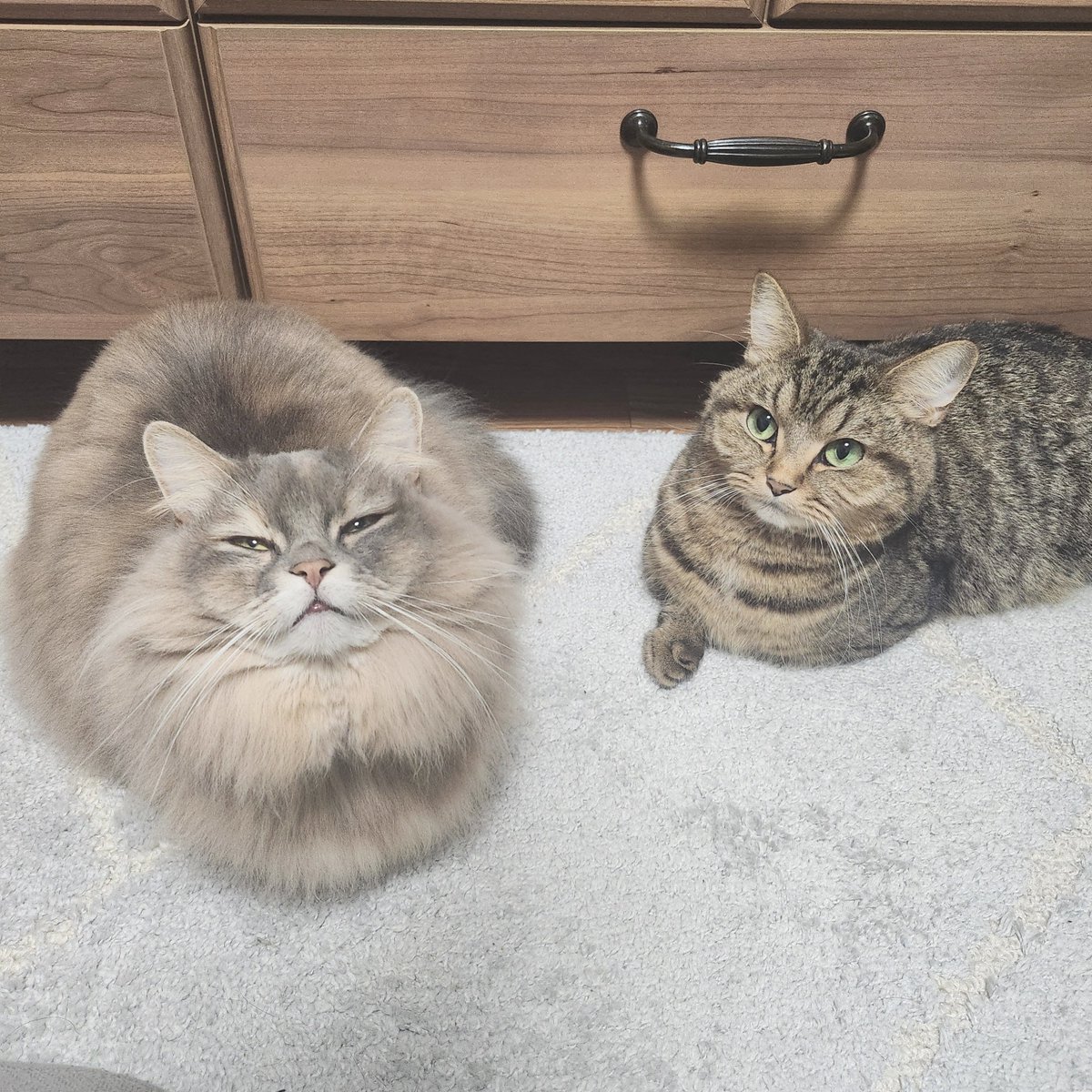 39造 (@mosa_suma_39zo) / Posts / X