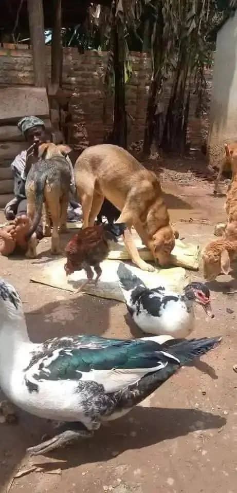 Joseph3Sengendo's tweet image. The need water but i don&apos;t have it please join in my struggle to construct a well for the animals, remember the life of every animal is equally import gofundme.com/f/dierenhulp-i…