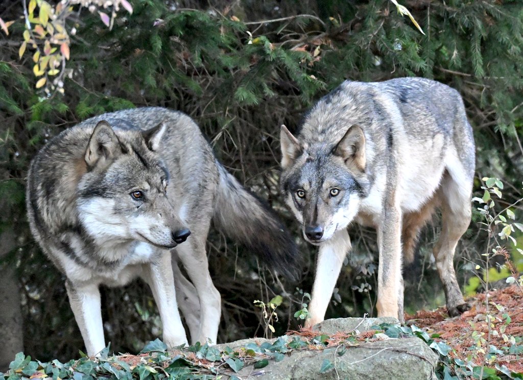 良い雰囲気じゃないですかね〜🐺💞🐺
#多摩動物公園 #タイリクオオカミ #カヨラン #スイ