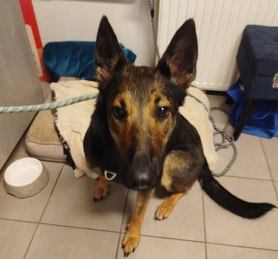 Tierheim Cuxhaven Kopie:
*Erneuter Aufruf: Wer kennt Luna?*
03. Dezember 2025
Unsere Fundhündin Luna wartet immer noch darauf, dass sich jemand meldet… 
Bis heute hat niemand nach ihr gefragt – und das macht uns wirklich traurig. Wir vermuten weiterhin, dass sie aus Altenbruch