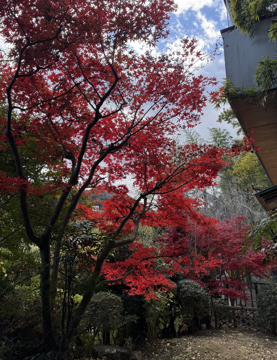 家の庭
🍁ジャスト紅葉🍁