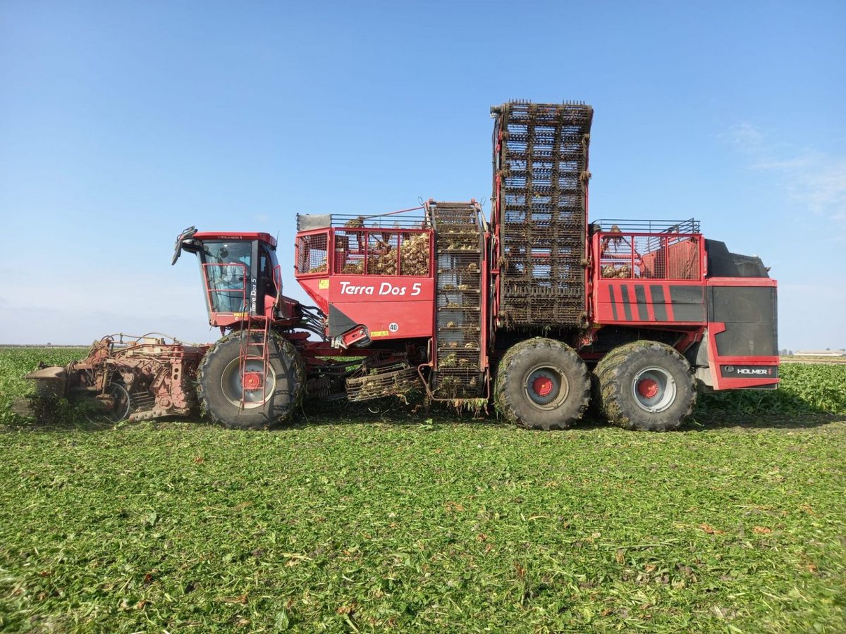 La campaña remolachera de Azucarera alcanza rendimientos máximos de 147 toneladas en Toro y de 132 en León revistacampo.es/remolacha/la-c…