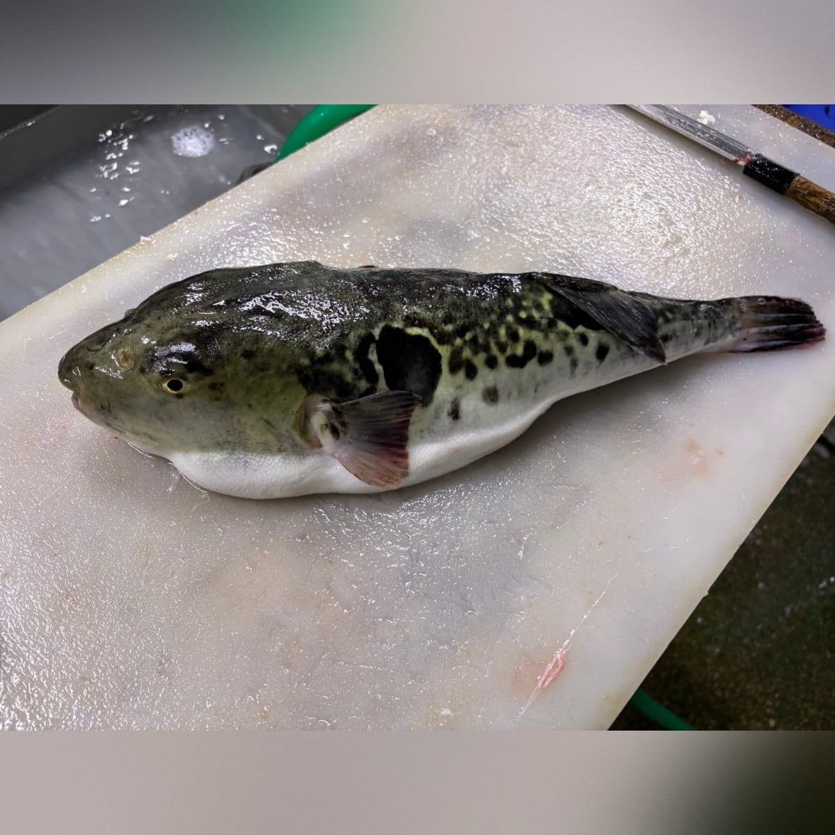 へんな魚おじさん (@_Sakana_Ojisan) / Posts / X