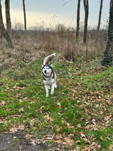 24976. Handewitt
Hund mit einer Kette angebunden gefunden
Tierheim Flensburg Kopie:
​Ein Rüde wurde in Handewitt, in der Nähe des Scandi Parks, auf einem kleinen Parkplatz (Baggersee) aufgefunden. Er war mit einer Kette angebunden und wurde dort offensichtlich zurückgelassen