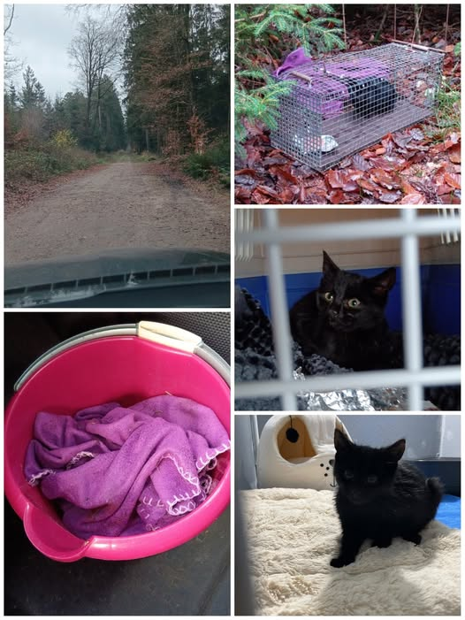 Wingst · Wasserwerkstraße · 21789
Kitten gefunden/ ausgesetzt
Tierheim Cuxhaven Kopie:
ein kleines Katzenmädchen in Sicherheit*
Gestern erreichte uns eine wichtige Nachricht: In der Wingst, im Wald nahe der Wasserwerkstraße, wurde ein kleines weibliches Kitten gesichtet – ganz