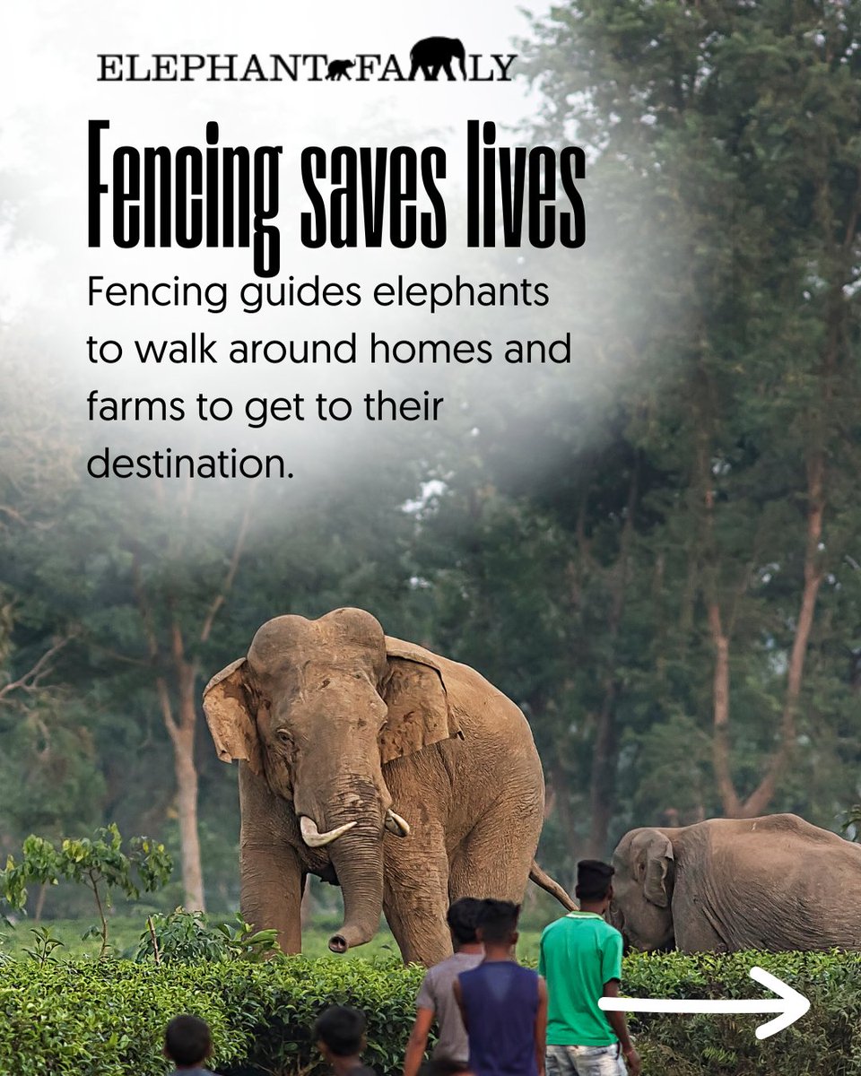 Elephant Family tweet media