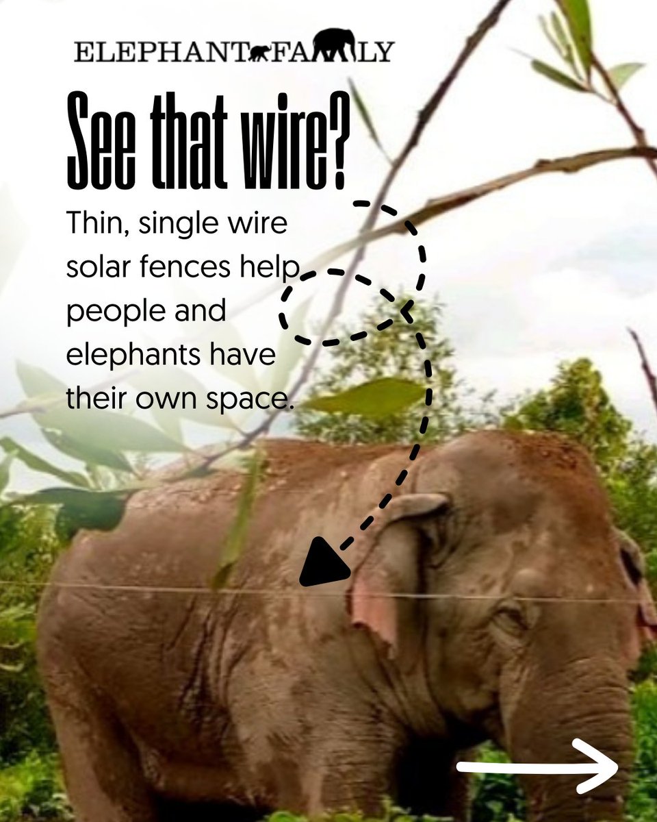 Elephant Family tweet media