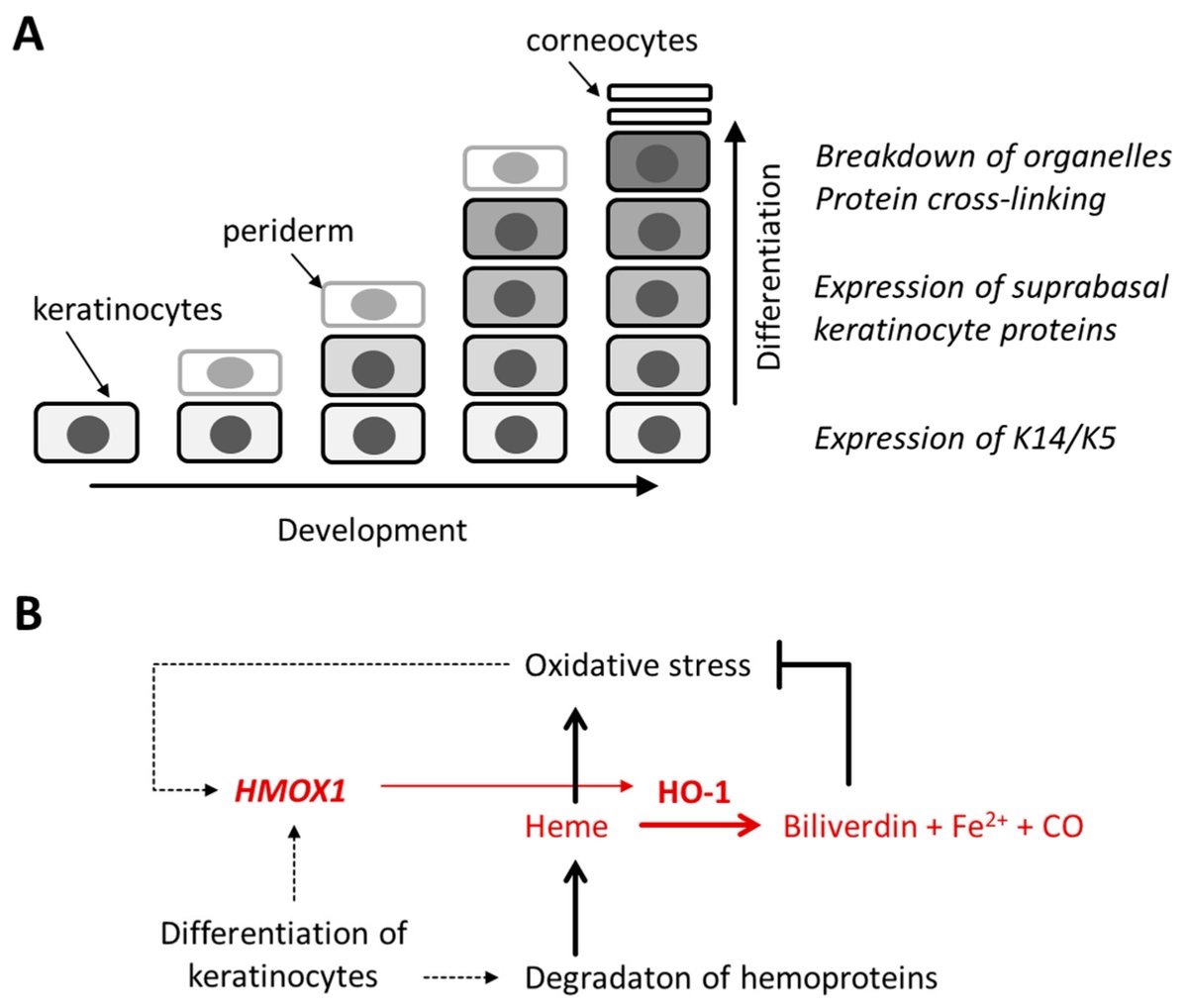 JDBMDPI's tweet image. 📢 A noteworthy study!

✒️ “Heme Oxygenase-1 Is Upregulated during Differentiation of Keratinocytes but Its Expression Is Dispensable for Cornification of Murine Epidermis” by Marta Surbek, et al.

📖 brnw.ch/21wY4fr

#mdpi #DevBio #skin #keratinocytes #cornification