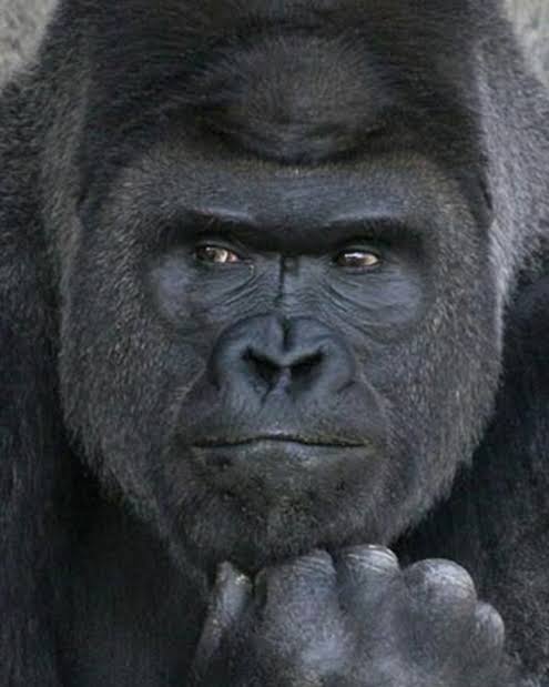 고태범 퍼리화는 뭐가 좋을까...맨날 고릴라라고 불러서 고릴라밖에 생각나지않아