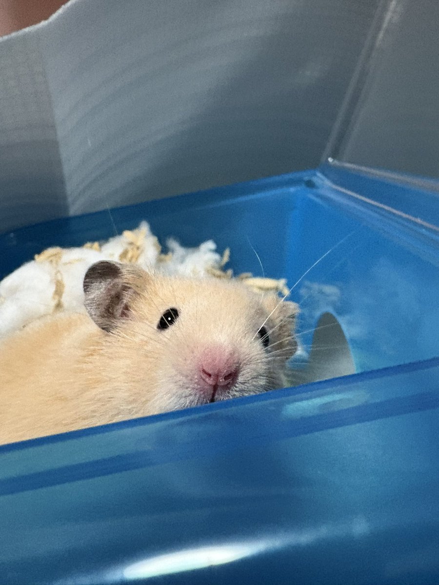 アルパカさん (@alpaca_comster) on Twitter photo 