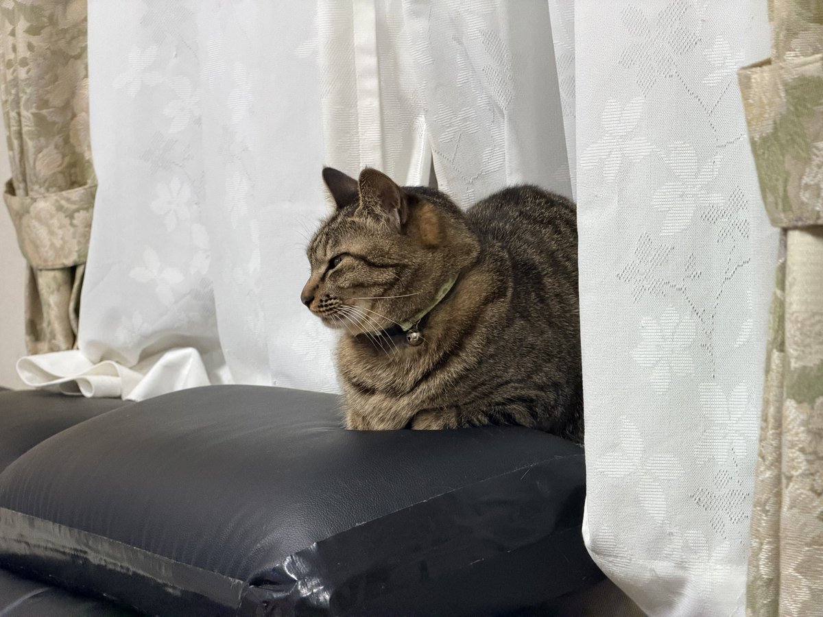 専用様✨邪気を瞬殺❣️ しゃもじかぜ (@shamojikaze) / Posts / X