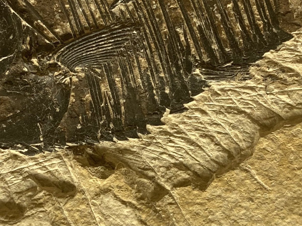 博物館に展示されている化石、 ディプロミスタス・デンタータス