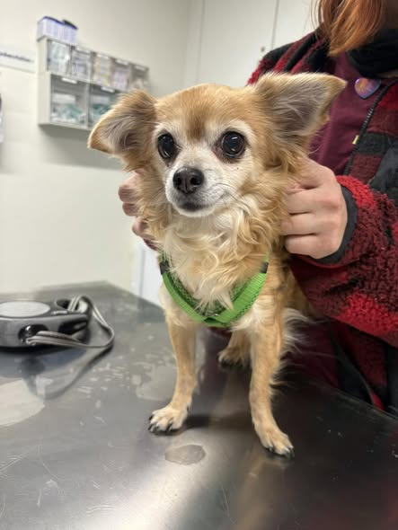 86459 Gessertshausen
Hündin angebunden auf einem Parkplatz an der B300 gefunden
Tierheim Augsburg - Tierschutzverein Augsburg und Umgebung e.V. Kopie:
Fundtier:
Hund
- Geschlecht: weiblich
- ⁠kastriert: unbekannt
- ⁠gechipt: ja und registriert aber die Telefonnummer nicht mehr