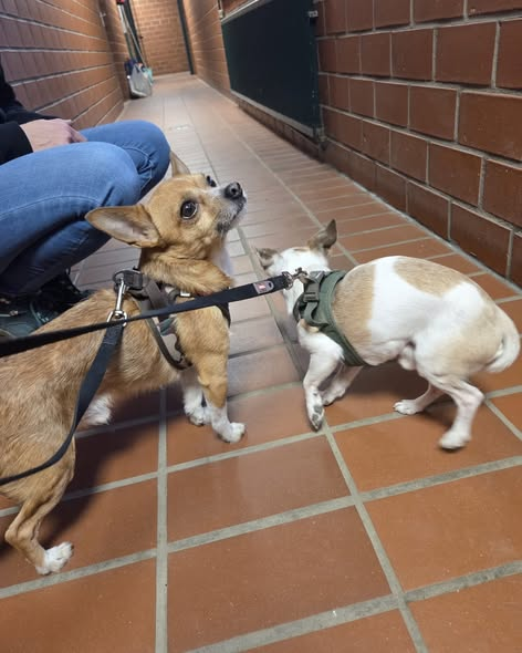 44866 Bochum ! Zwei Rüden am Sonntag dem 30.11. ausgesetzt !
Tierschutzverein Bochum, Hattingen und Umgebung e.V. Kopie:
Wer kann uns Hinweise zu diesen beiden Rüden geben?
Sie wurden am Sonntag im Stadtgarten Wattenscheid in 44866 Bochum ausgesetzt.
Hinweise bitte direkt an die