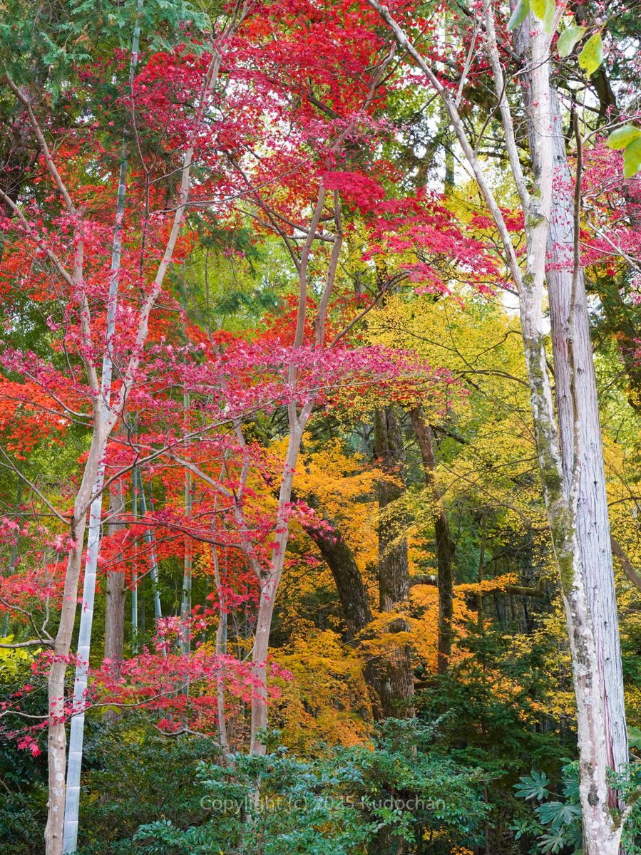 絵画のように美しい紅葉でした♪