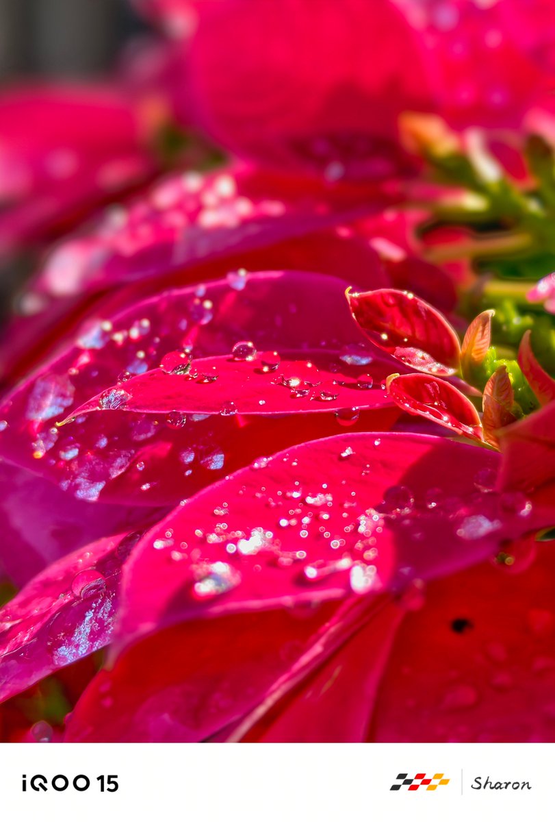 nipunmarya's tweet image. Water-drop clarity to sunlit leaf textures, the #iQOO15 captures nature with detail you can feel.

Stunning frames by our #iQOOCommunity. #ShotOniQOO15