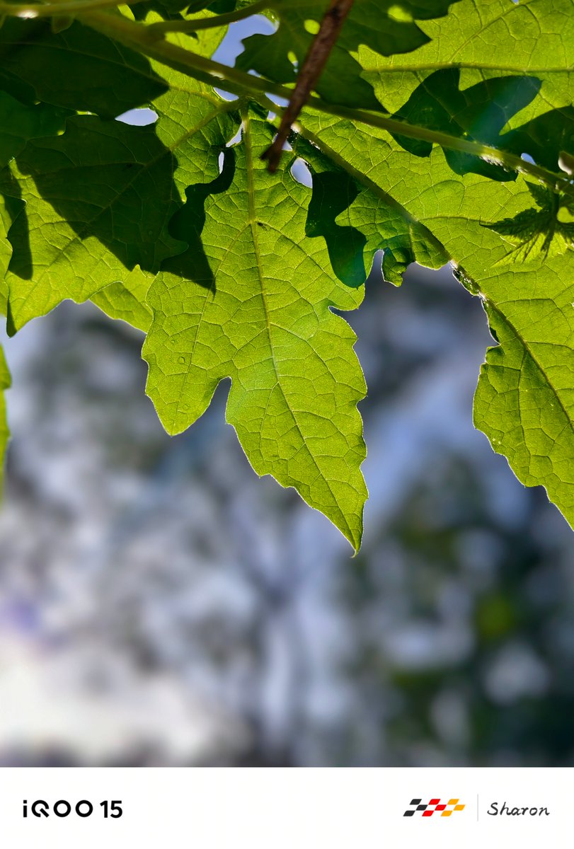 nipunmarya's tweet image. Water-drop clarity to sunlit leaf textures, the #iQOO15 captures nature with detail you can feel.

Stunning frames by our #iQOOCommunity. #ShotOniQOO15