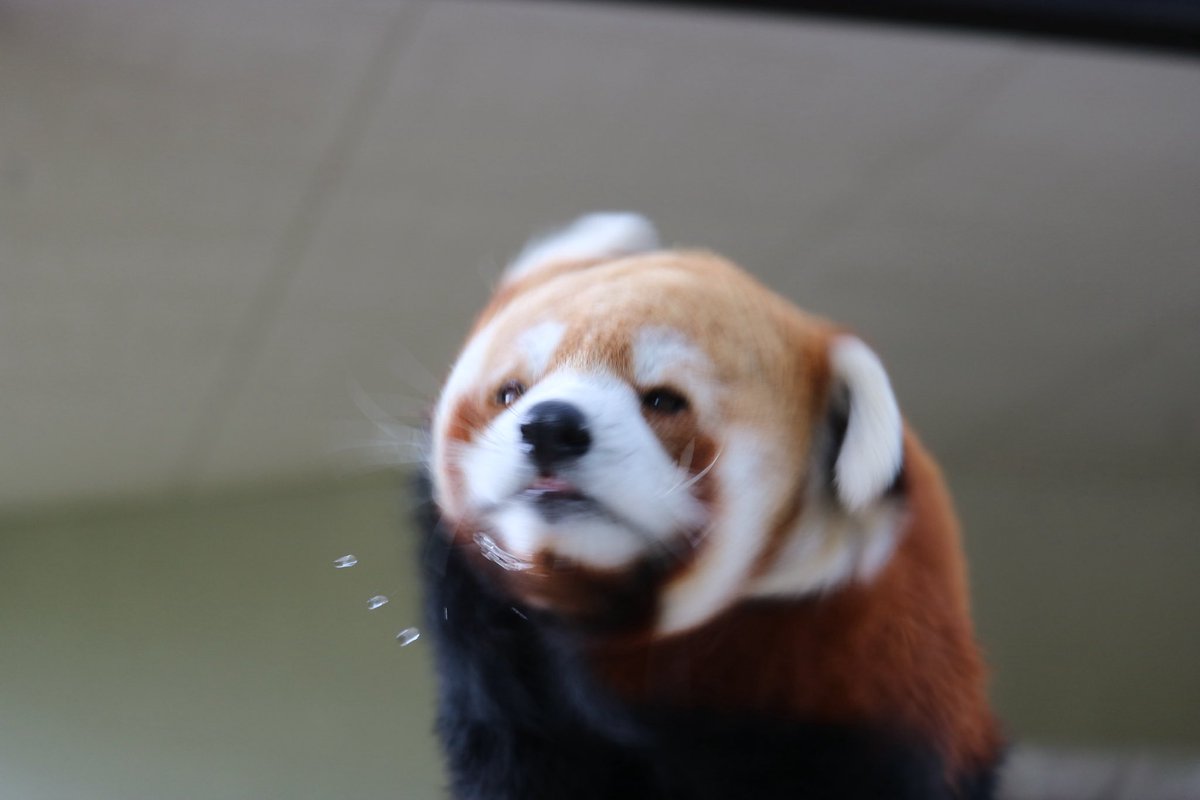 _takeman's tweet image. 250824 秋吉台サファリランド　優香
こんなに可愛いコがいていいんでしょうか。垂れ目と丸顔、中心に寄るパーツ、にっこり具合、毛の色、配色バランス、ふさふさ感、どれをとってもアイドルです。そう、よだれを飛ばしても。
#秋吉台サファリランド #レッサーパンダ #永遠のアイドルユウカ