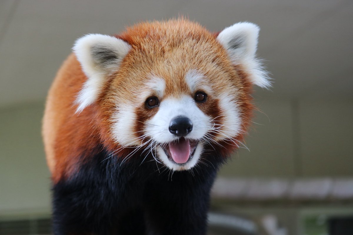 _takeman's tweet image. 250824 秋吉台サファリランド　優香
こんなに可愛いコがいていいんでしょうか。垂れ目と丸顔、中心に寄るパーツ、にっこり具合、毛の色、配色バランス、ふさふさ感、どれをとってもアイドルです。そう、よだれを飛ばしても。
#秋吉台サファリランド #レッサーパンダ #永遠のアイドルユウカ