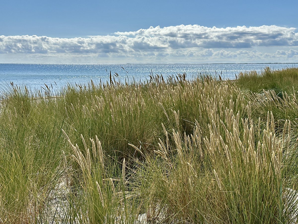 bitquickcom's tweet image. Falsterbo
bitquick.com/falsterbo