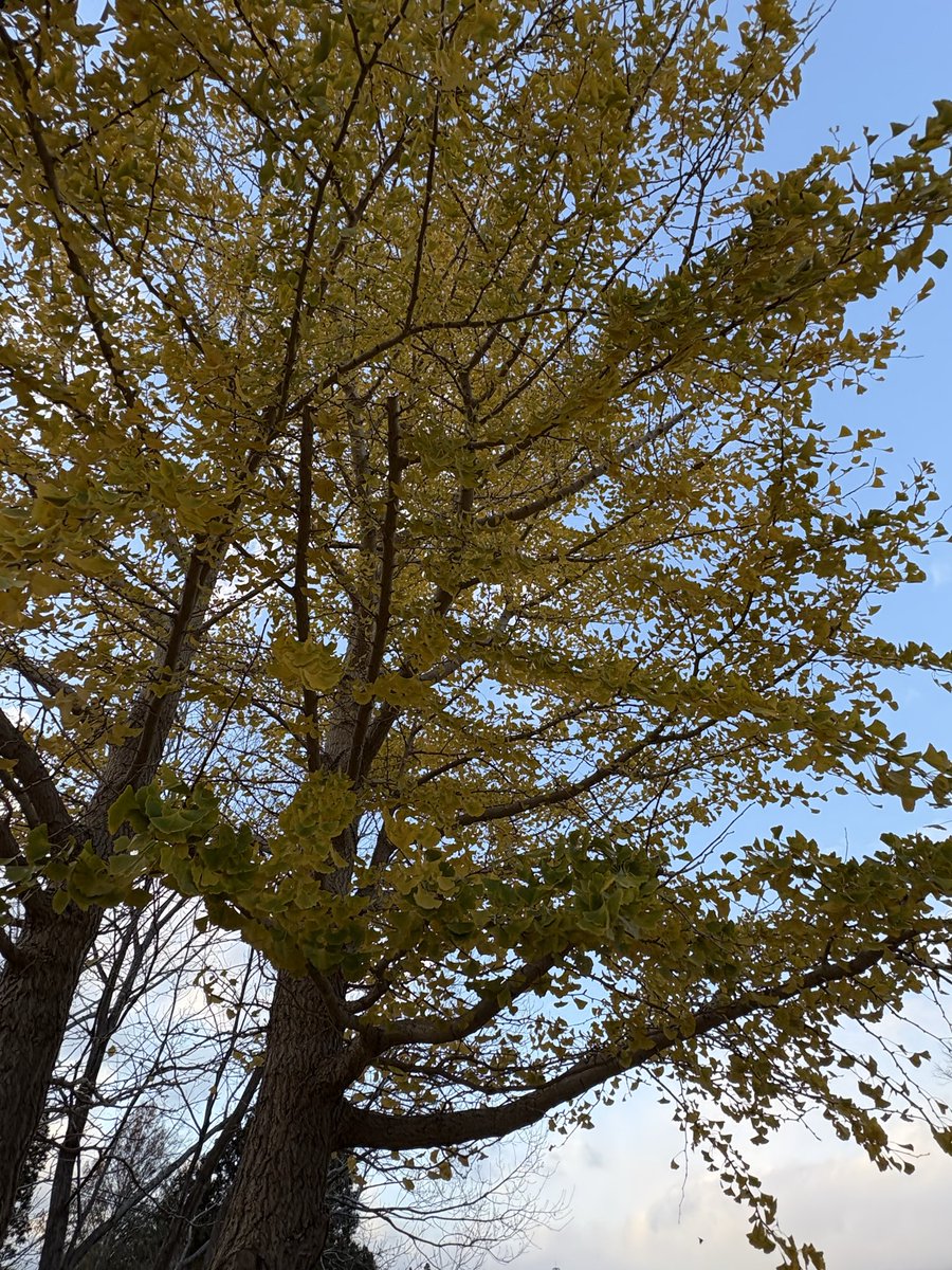 Doroncodarake's tweet image. 雪が降り白くなったけど頑張るイチョウ💪