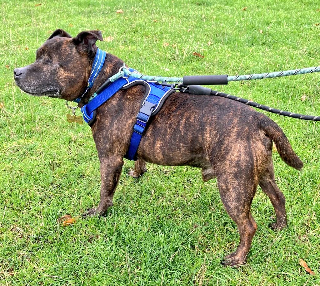 Good morning Staffy Lovers, Champion ere...
This gorgeous boy might only have one eye, but it isn't stopping him enjoying life! He has a fabulous time exploring the local area, then having toys, treats and cuddles with our wonderful volunteer walkers,the SSC aunties and uncles ❤️