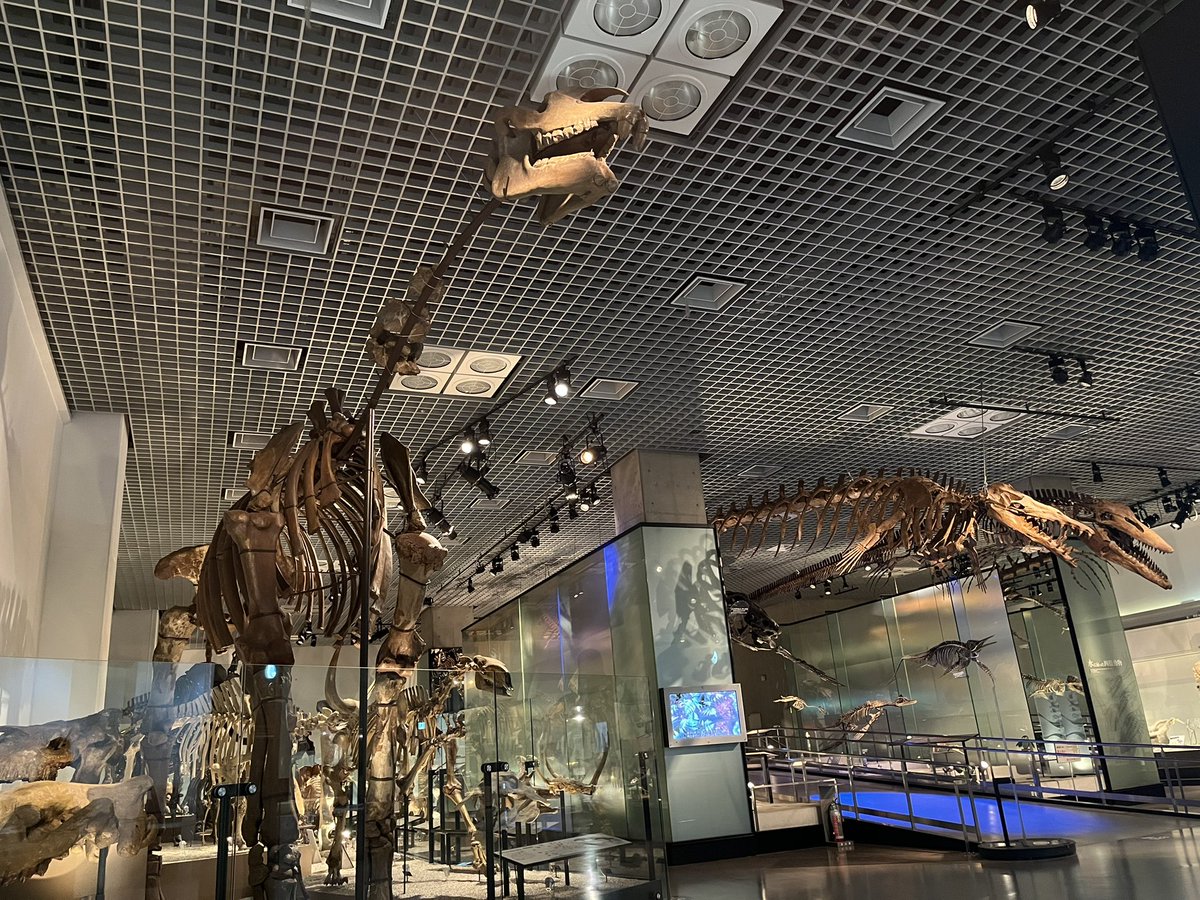 サトツです。 Z/X -Zillions of enemy X- スタートダッシュデッキ 第7弾