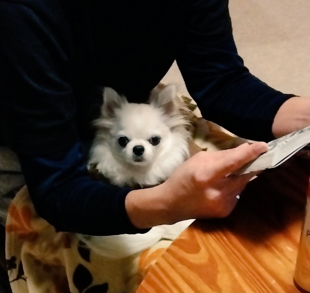 きなこ (@kina0531) / Posts / X