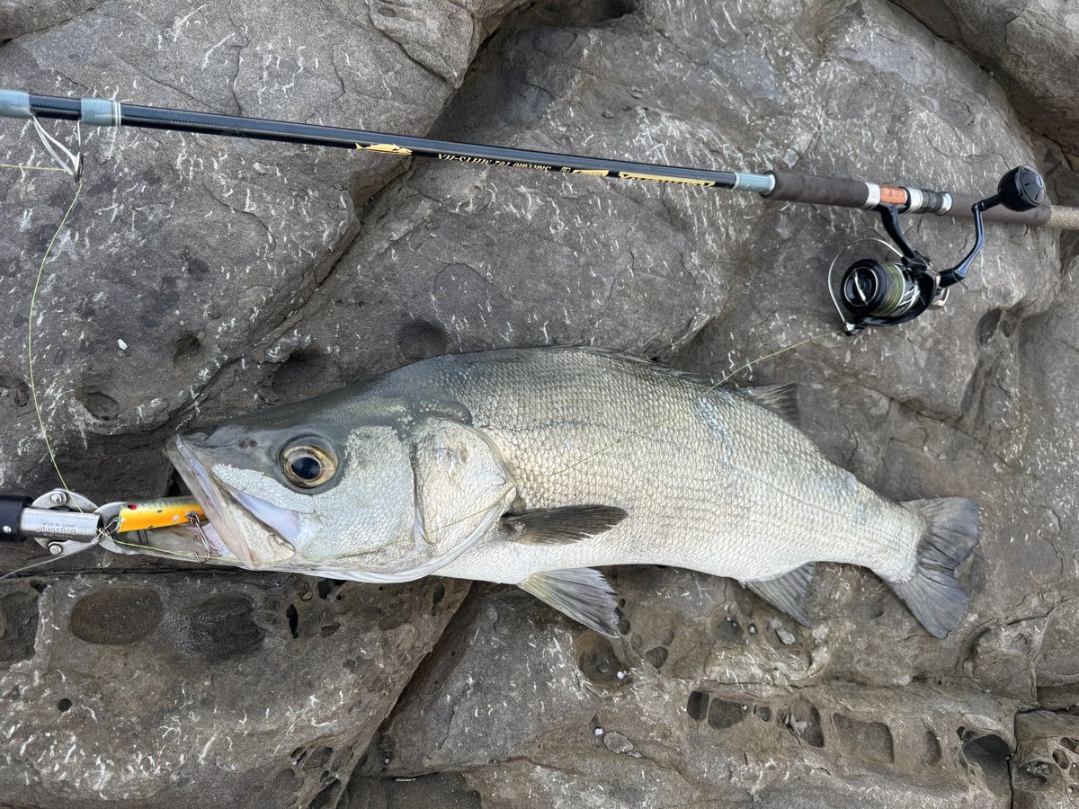 ヨネスケ🎣日本一周釣りYouTuber (@Fisher_blog) / Posts / X