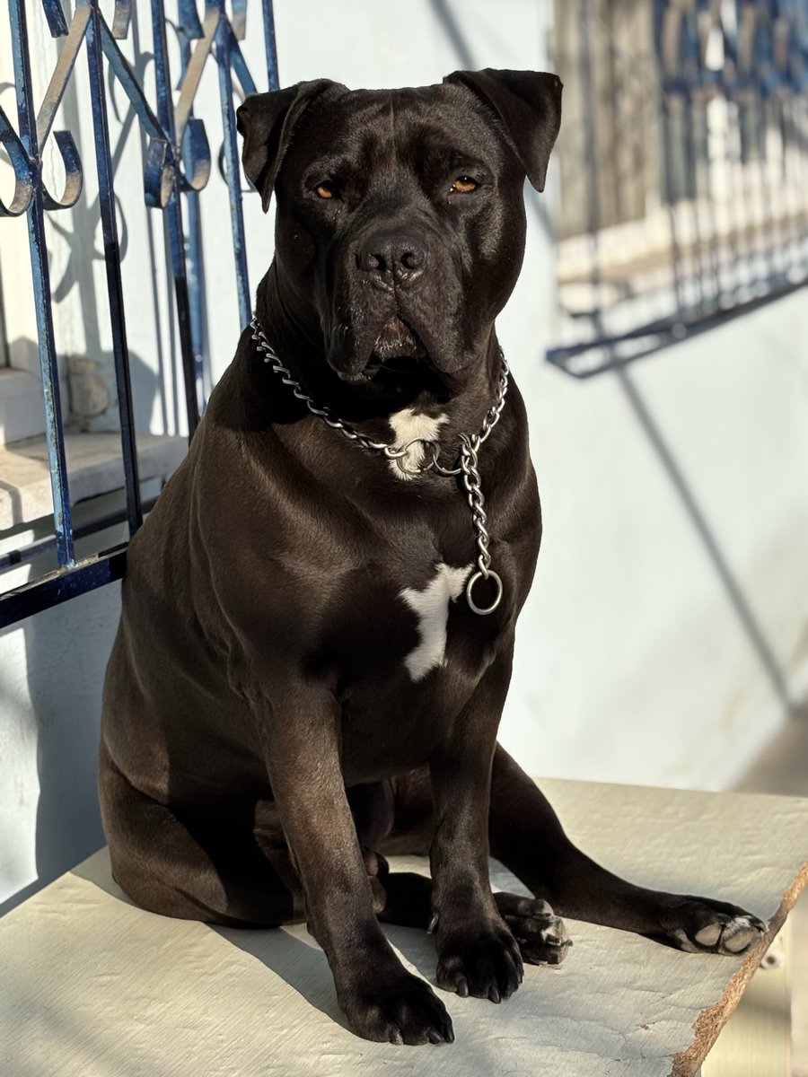 Böyle bir aşk görülmemiş Dünya’da 👑
Pit canım 👑🙏🏻🖤🐾🐾