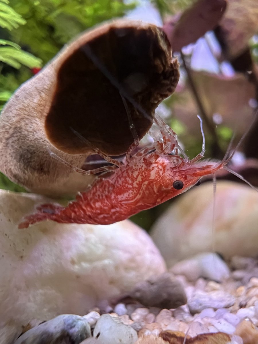 TransientCode's tweet image. Wagyu heard there was cool macro pics being taken and came out to say hello last night