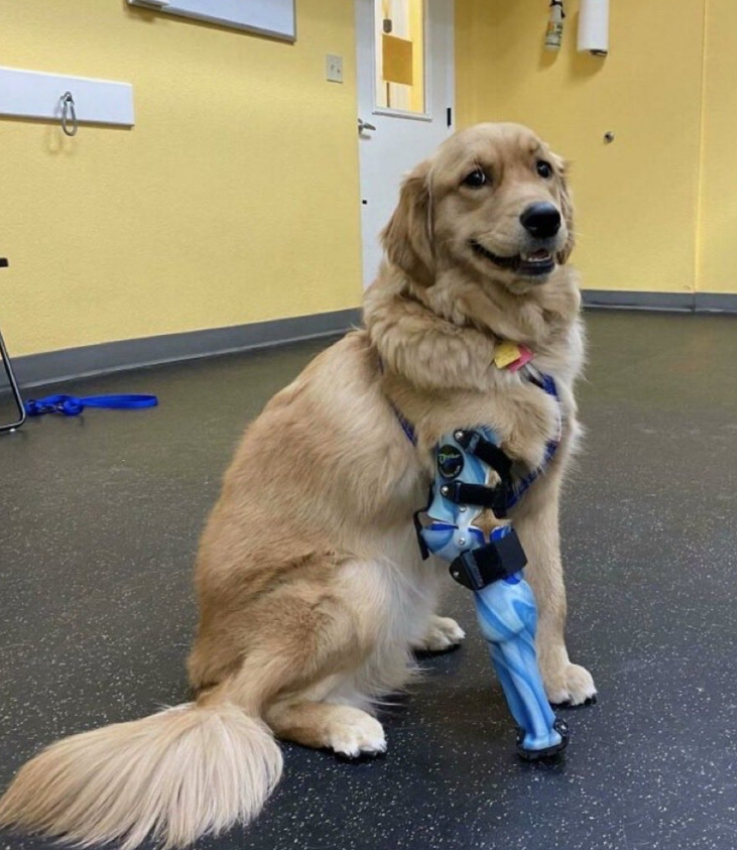 Tweets of Dogs tweet media